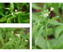 Mutants d’Arabidopsis