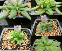 Identification de mutants (A. thaliana)