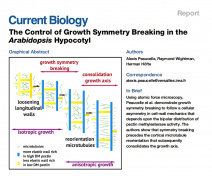 Le contrôle de la rupture de symétrie de croissance dans l’hypocotyle d’Arabidopsis