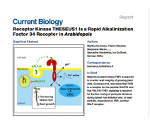 Le recepteur kinase THESEUS1 est un récepteur pour Rapid Alkalinization Factor 34 chez Arabidopsis.