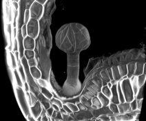 Vue 3D d'un embryon mutant