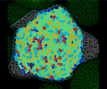 Mesures quantitatives sur méristème d'Arabidopsis