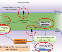Schematic view of the actors and mechanisms identified by our group and leading to the control of cell adhesion during plant development.