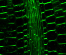 Polarized localisation of xyloglucan in the cell wall (Arabidopsis embryo, Sechet et al. 2016)