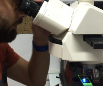 Plant tissue analysis