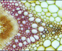 Organization of the vascular tissues in Arabidopsis floral stem