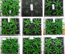 Phenotyping of Arabidopsis mutants deregulated in the expression of genes involved in sugar transport