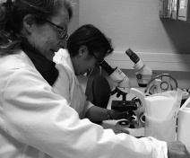 Preparation and observation by light microscopy of leaf samples