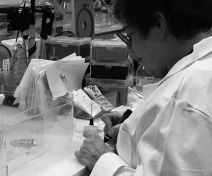 Preparation of plant material