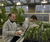 Bioactivity assay of new strigolactone analogues for shoot branching inhibition in pea