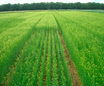 Field trial of camelina lines