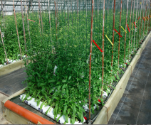 Glasshouse evaluation of camelina lines