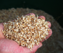 Camelina seeds and siliques
