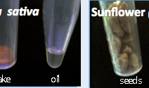Micropress, an innovative tool for oil quality