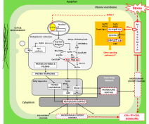 Lipids, membranes and stress response (DeBigaultDuGranrut and Cacas 2016)