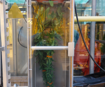 Infiltration chamber for camelina transformation