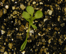 Developmental defects induced by a deregulation of the PTGS component AGO1