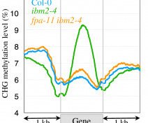 Late flowering fpa Arabidopsis mutant