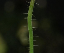 Mutant inflorescence lacking flowers (pin1)