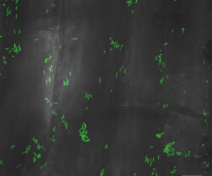 Maize roots colonized by the bacteria Azospirillum brasilense
