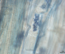 Maize roots colonized by the mycorrhizal fungi Rhizophagus irregularis