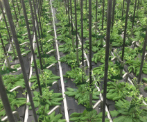 Picture of plants grown on the Phenoscope XL robot