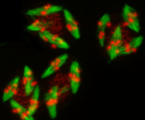 Chromosomes and meiotic spindles during second meiotic division in an A. thaliana mutant