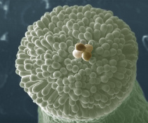 A pollen grain tetrad on top of a pistil (A. thaliana)