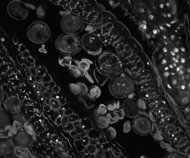 Inside the anther of a meiotic mutant