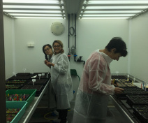 Arabidopsis thaliana culture in a growth chamber