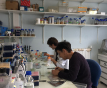 Sampling of Arabidopsis thaliana leaves infected with Botrytis cinerea