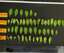 Symptoms triggered by E. amylovora in A. thaliana