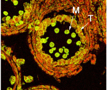 Pollen grains in rapeseed anther sections