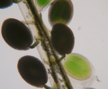 Arabidopsis seeds