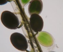 Graines d’Arabidopsis