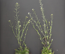 Arabidopsis fertile (left) and male-sterile (right) plants