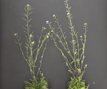 Plante fertile (gauche) et male stérile (droite) d’Arabidopsis