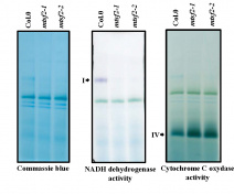 BN-PAGE gels. Separation of respiratory complexes