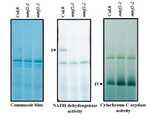 Gels BN-PAGE. Séparation des complexes respiratoires