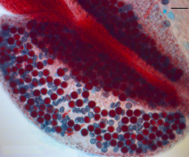 Arabidopsis anther and pollen grains