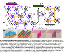 Cell wall model including homogalacturonan nanofilaments