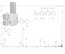 Structural analysis of oligogalacturonide produced during Arabidopsis thaliana-Botrytis cinerea l’interaction