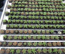 Drought tolerance test of Arabidopsis lines performed on phenoscope platform