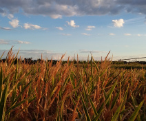 Maize field trial at Mauguio