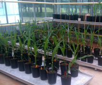 Maize in greenhouse at Versailles