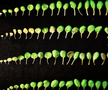 Leaf senescence kinetic