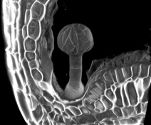 A 3D view of a mutant embryo