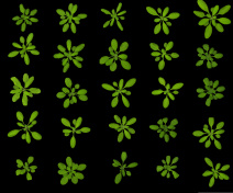 Arabidopsis diversity