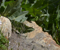 Wild Arabidopsis (dry)