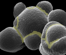 Domaines frontières au sein du méristème d’inflorescence
